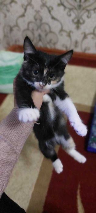 мушчалар яхши инсонларга берилади