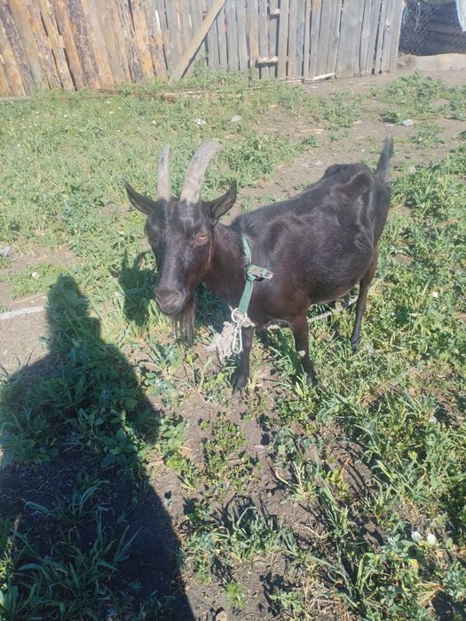 Продам двойную козу