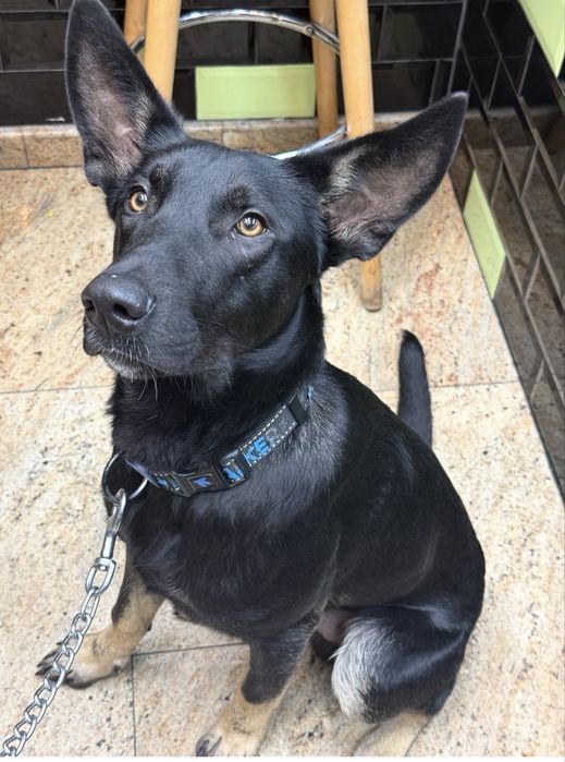 Ciobanesc belgian carbon