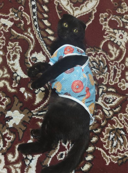 mushuk sotiladi uy mushugi toza