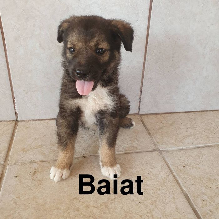 Donez catelusi de rasa comuna