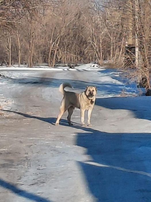 Собака в поисках дома
