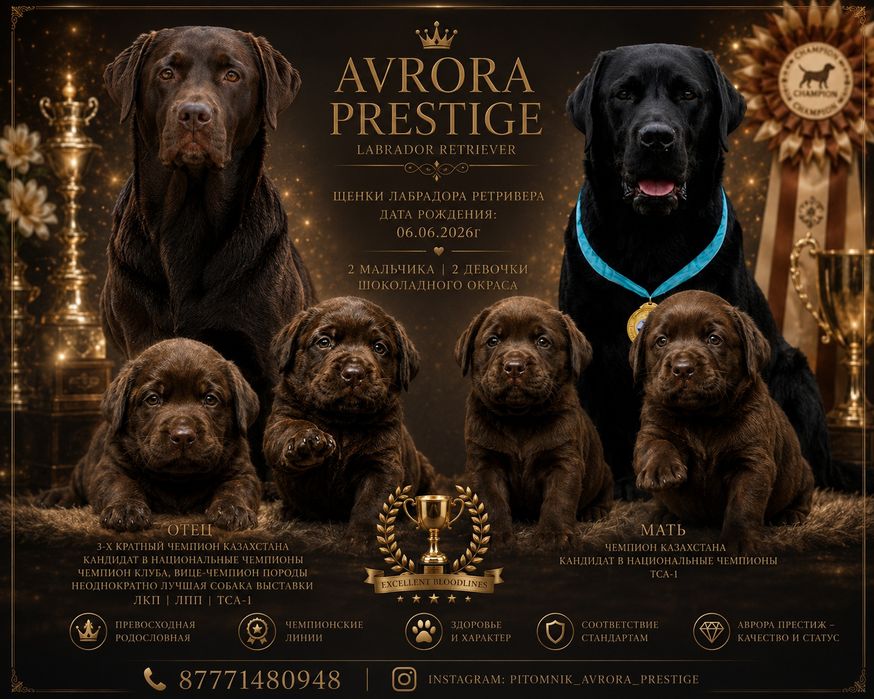 Щенки лабрадора ретривера