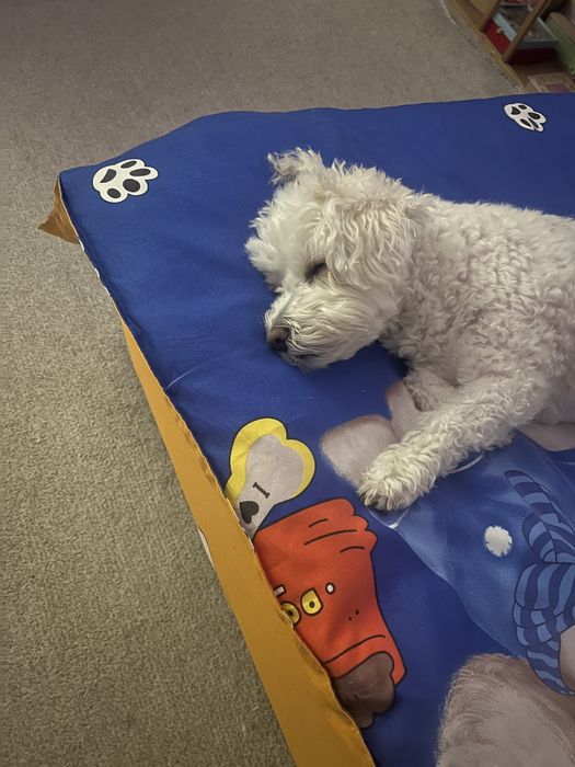 Cazare/pet sitter/ pensiune pentru caini