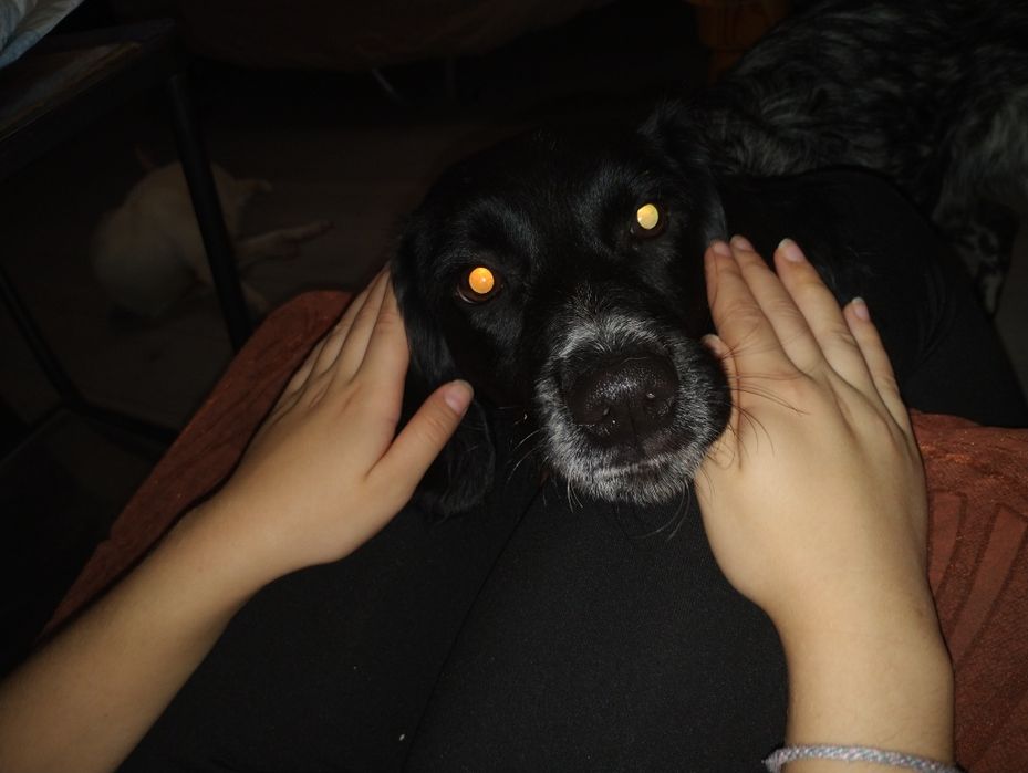 Куче бретон шпаньол женско подарява