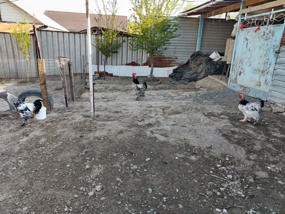 3 Кораз сатылады багасы. 15000.тг дамашни