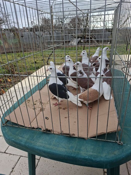 Vand porumbei voiajori capaciti si jucatori de Galati