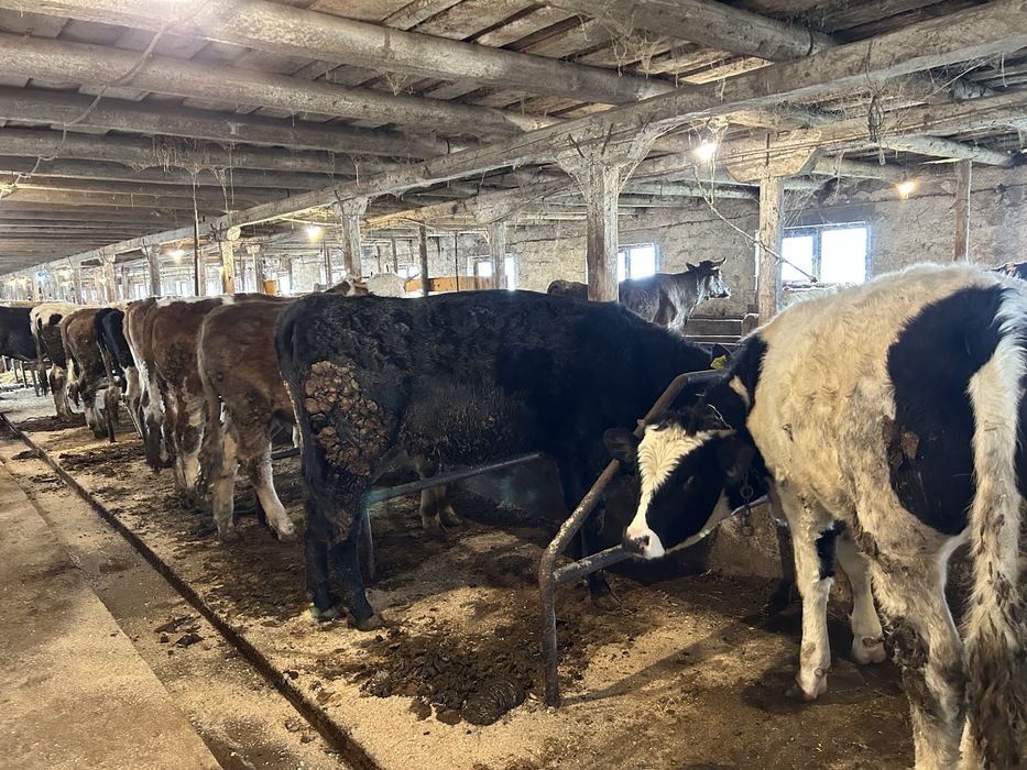 Vand vitele si un tauras