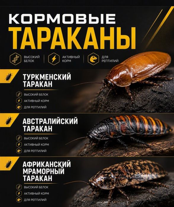 Мраморный таракан