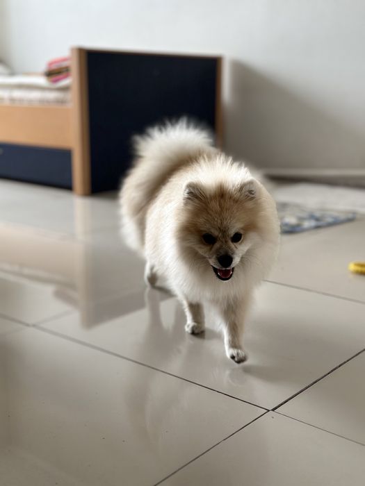 померанский шпиц