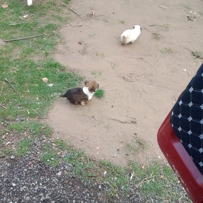 Отдам кутят в хорошие руки