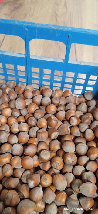 Продавам лешници  черупка и ядка .цена за ядка 20 лева а за черупка 10