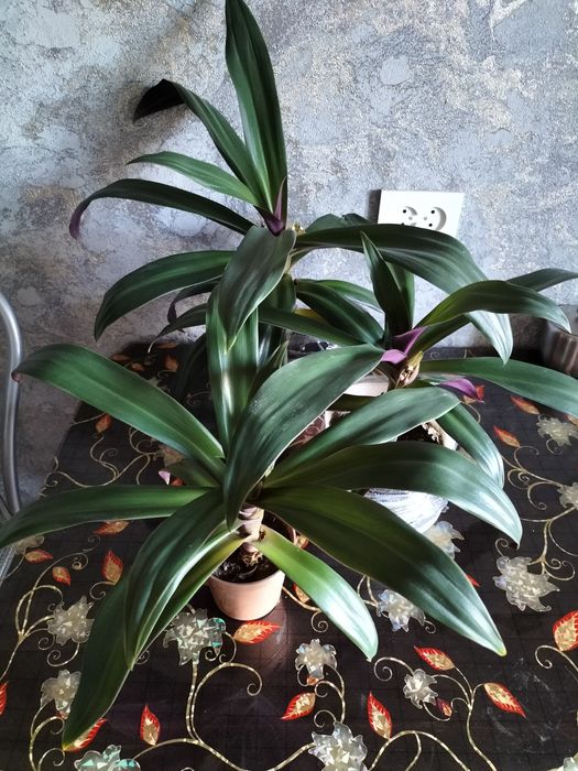 Продам домашние цветы