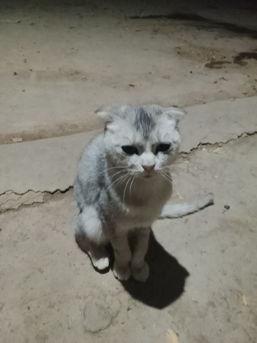 Шотландская выслухая