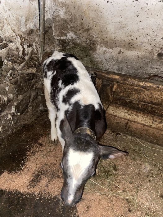 Tauras belgian de vanzare