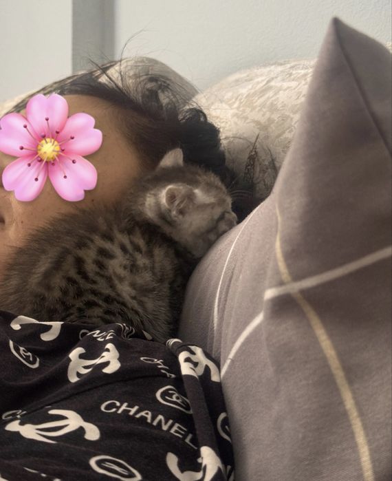 Котенок скоттиш страйт
