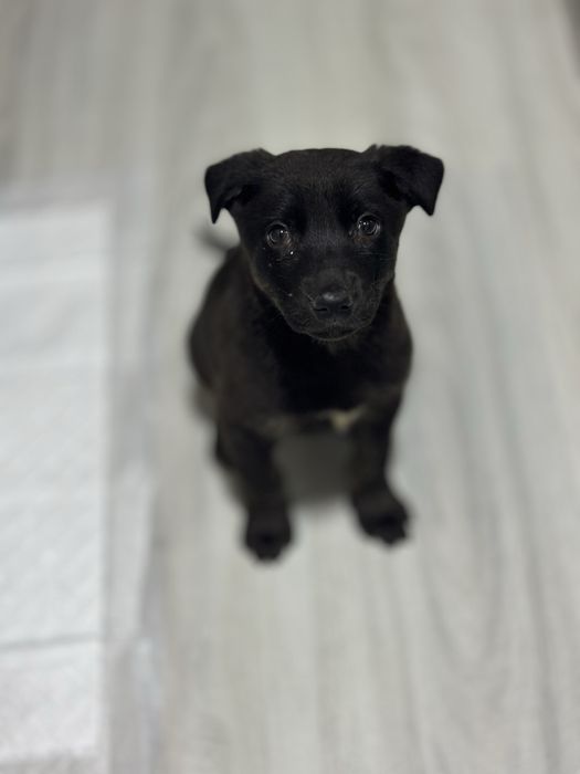 Щенки в добрые руки