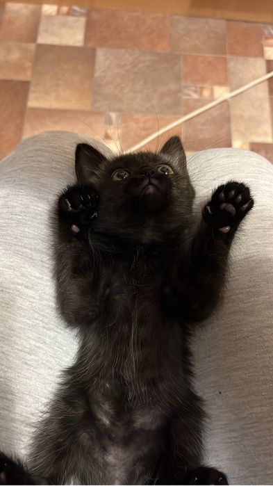 Отдам котенка девочку