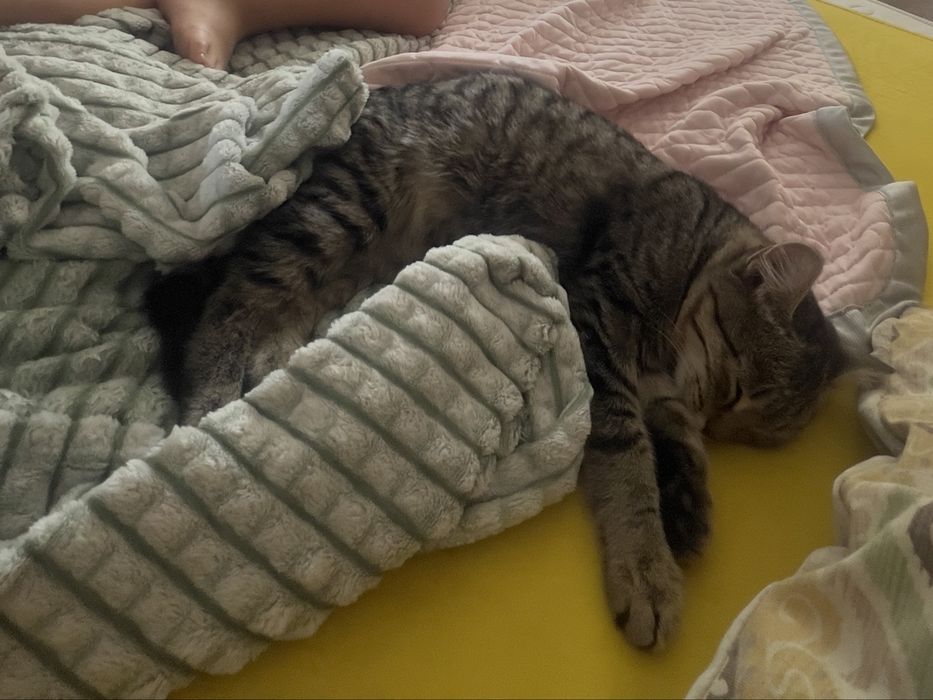 Отдам котенка нашла на улице, лоток отлично, умный