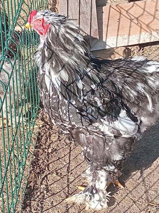 Ouă  Brahma  negru bobat