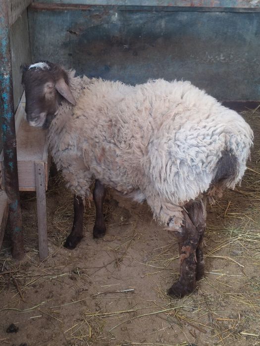 Кошкар на племя домашний