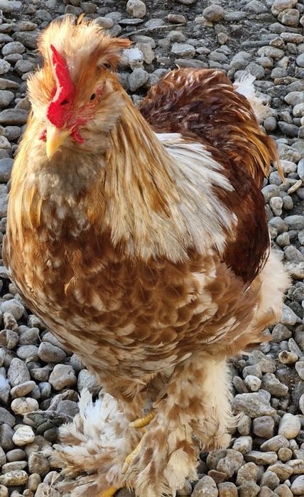 Vindem cocosi  diferite rase