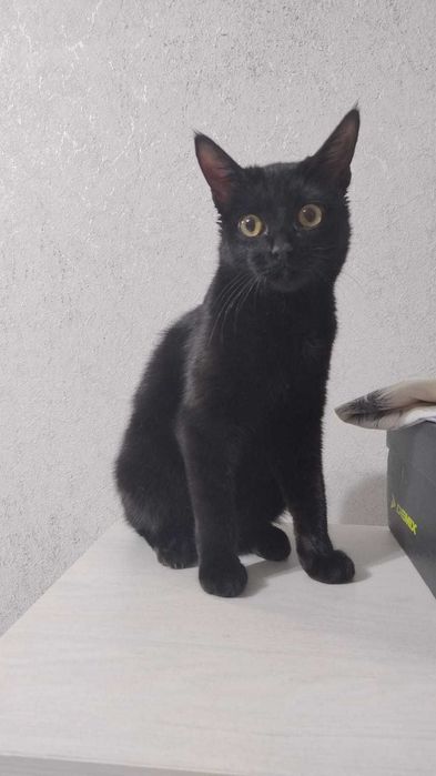 кошечка ищет дом