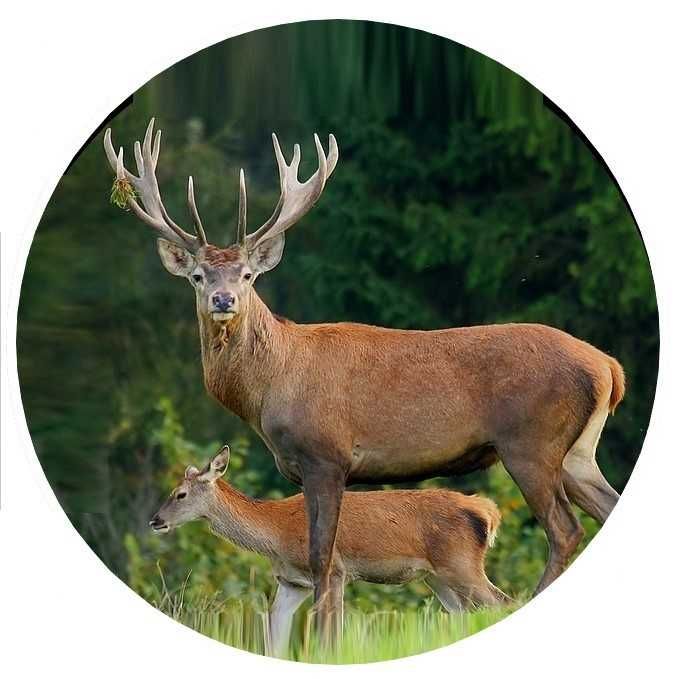 Калъф За Резервна Гума На Джип С Елен Сърандак