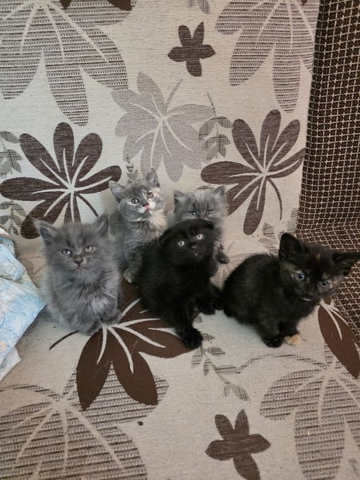 Отдадим породистых котят