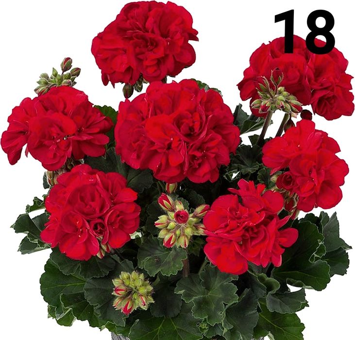 Нискостеблено мушкато -2.50€