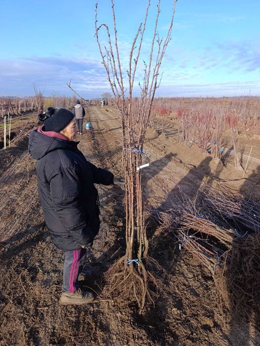 Pomi fructiferi de vânzare – Preț angro