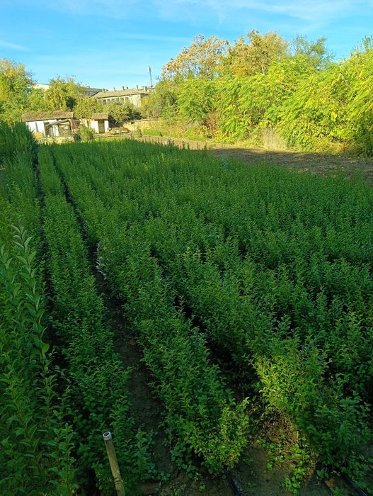 Продавам вечнозелен Лигуструм (Ligustrum Ovalifolium) на гол корен!