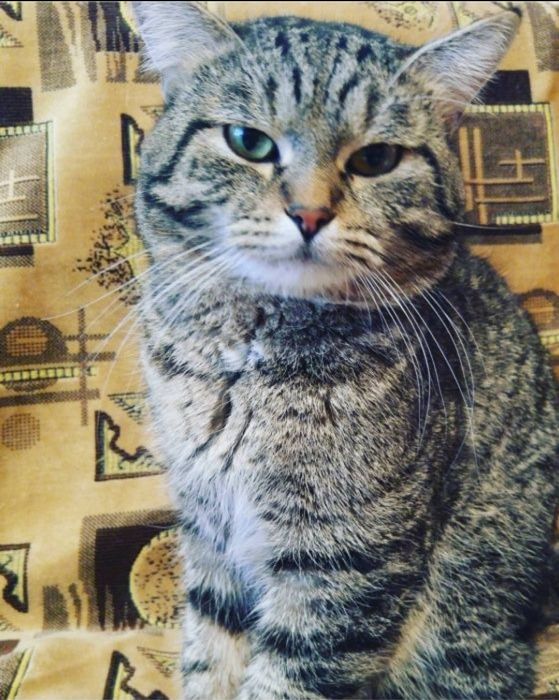 Вязка кота  срочно