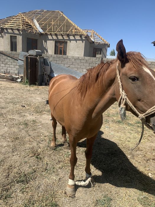 Бие сатылады багасы 650000