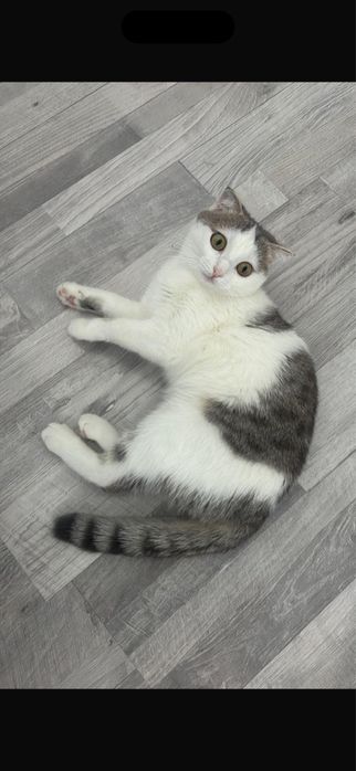 Вязка вислоуха ищем парня