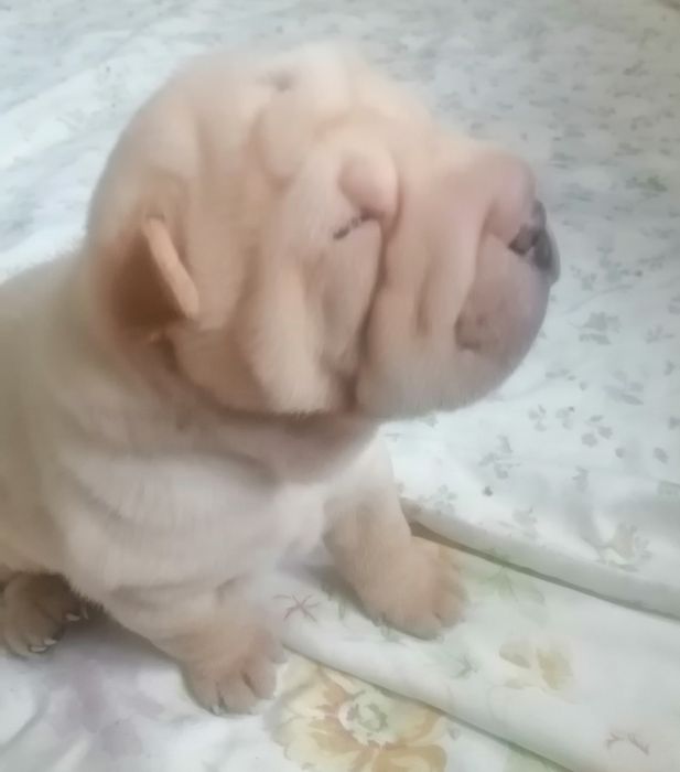 Щенки шарпея чистокровные.