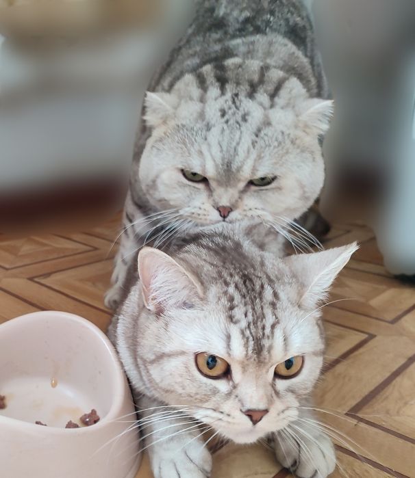 Кот. Вязка. Скоттиш фолд.