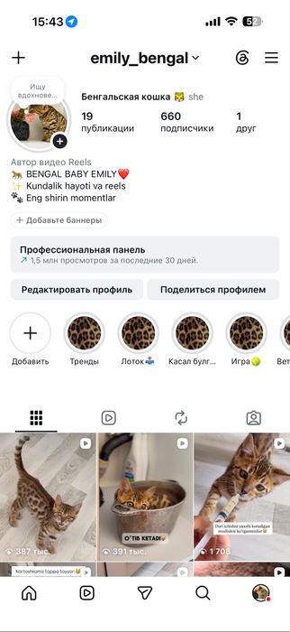 Бенгал угл мушукча сотилади