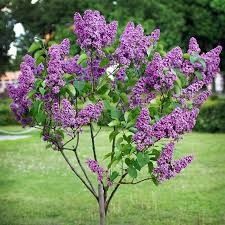 Самые лучшие растения цветы фруктовые деревья декоративные кустарники