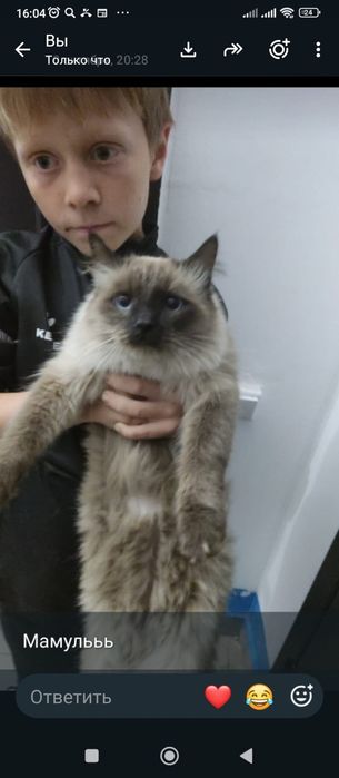 Котик породистый