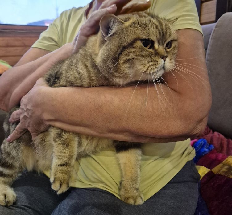 Отдадим кошку в добрые руки