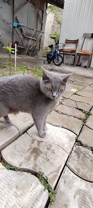 Срочно продам котенка