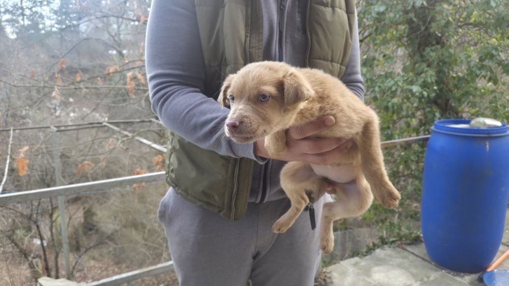 Подарявам Кученца