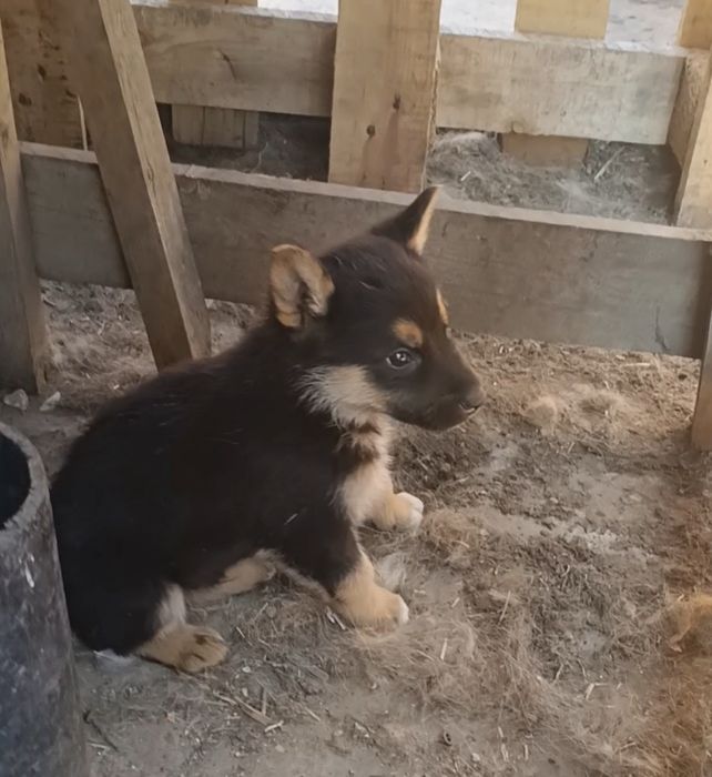 Щенки немецкой овчарки