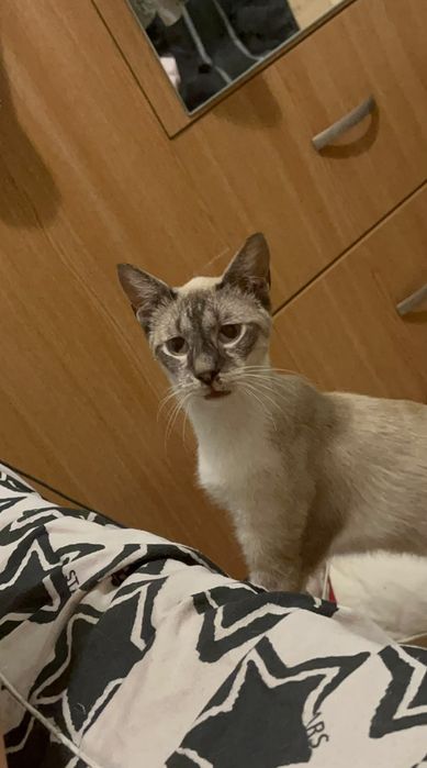 Pisoi birmanez pt adoptie