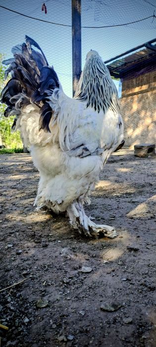 Vând găini brahma adulte