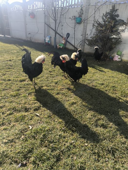 Cocoși moțată olandeză