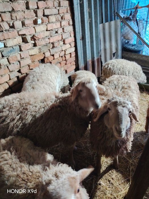 Продам.    баран