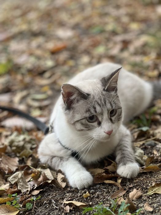 Отдаем в хорошие руки кота