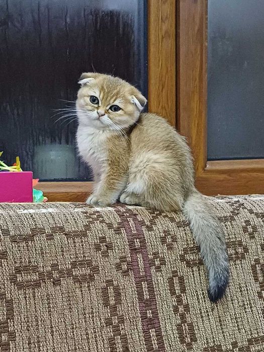 Transformers 3 dan jojaning kokraklari